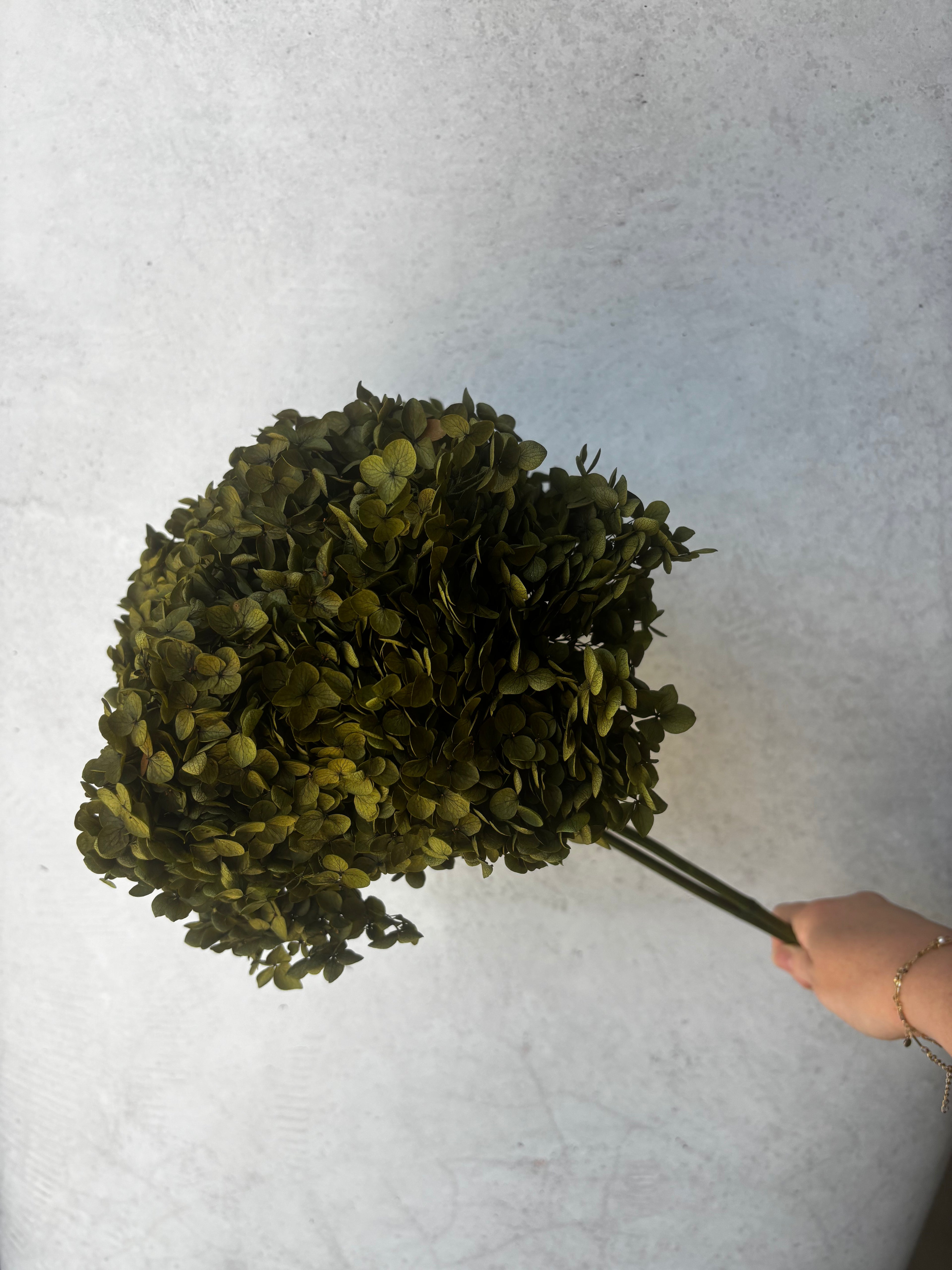 Olive Green Hydrangea