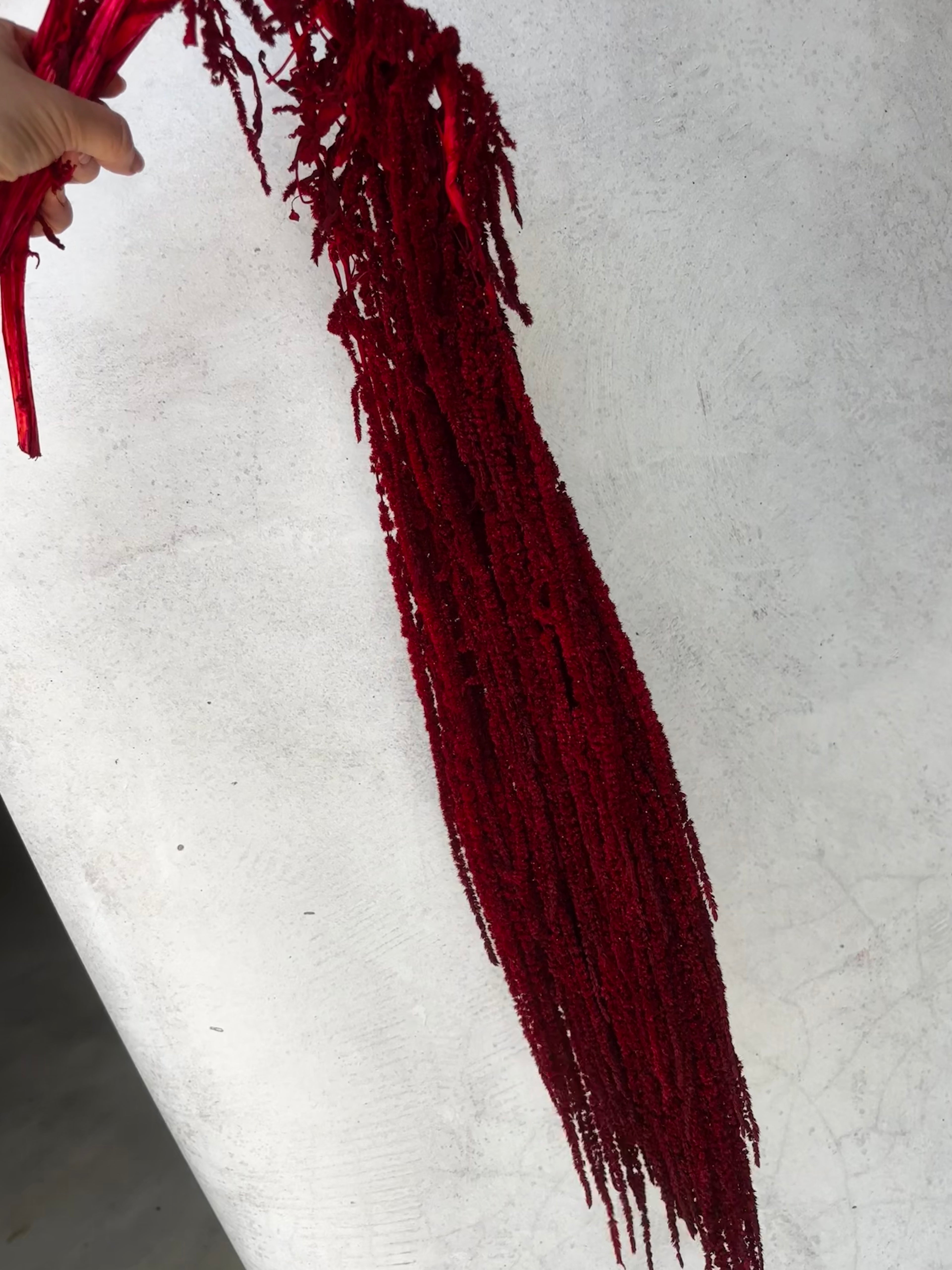 Deep Red Amaranthus