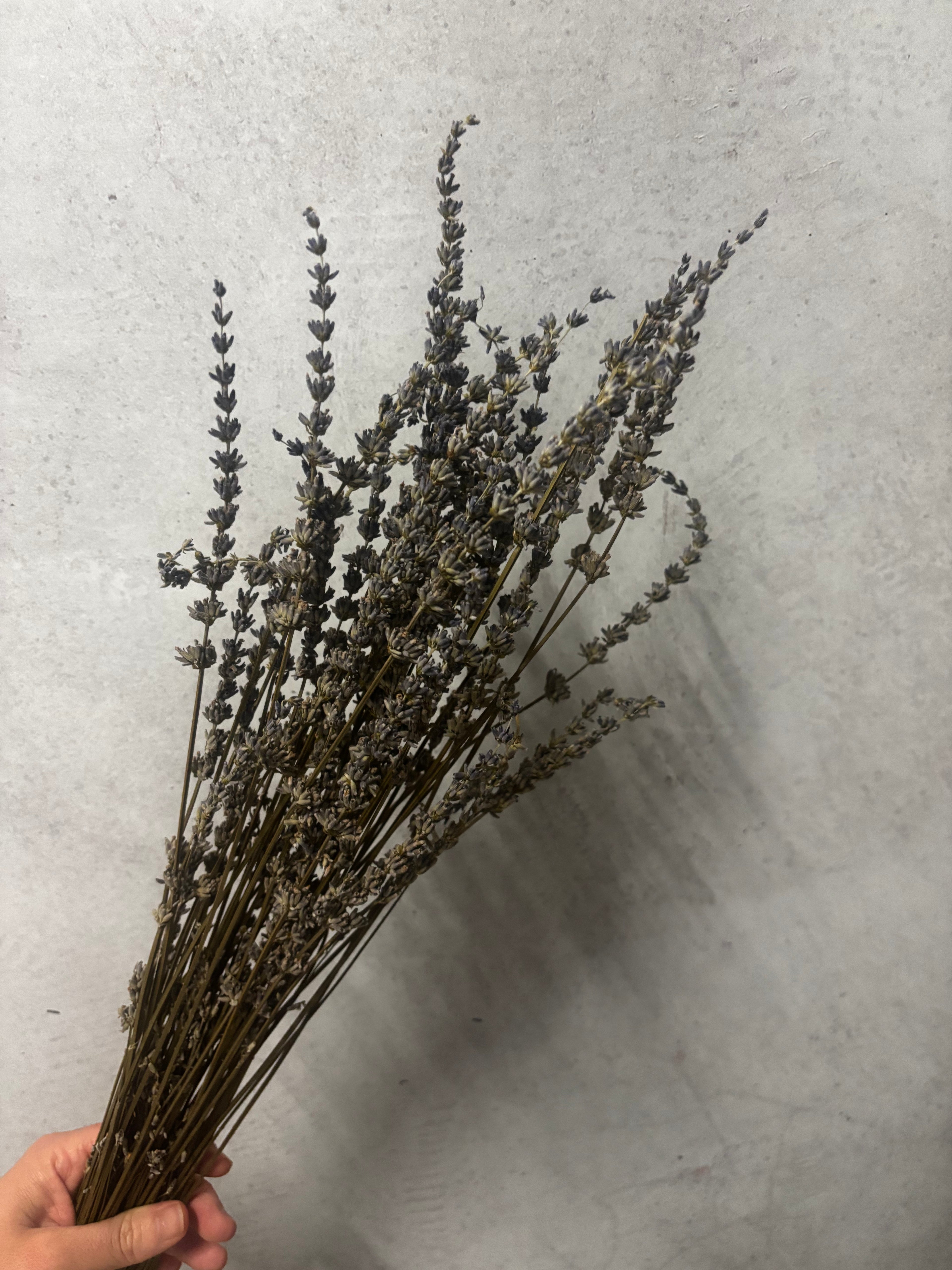 Dried Lavender