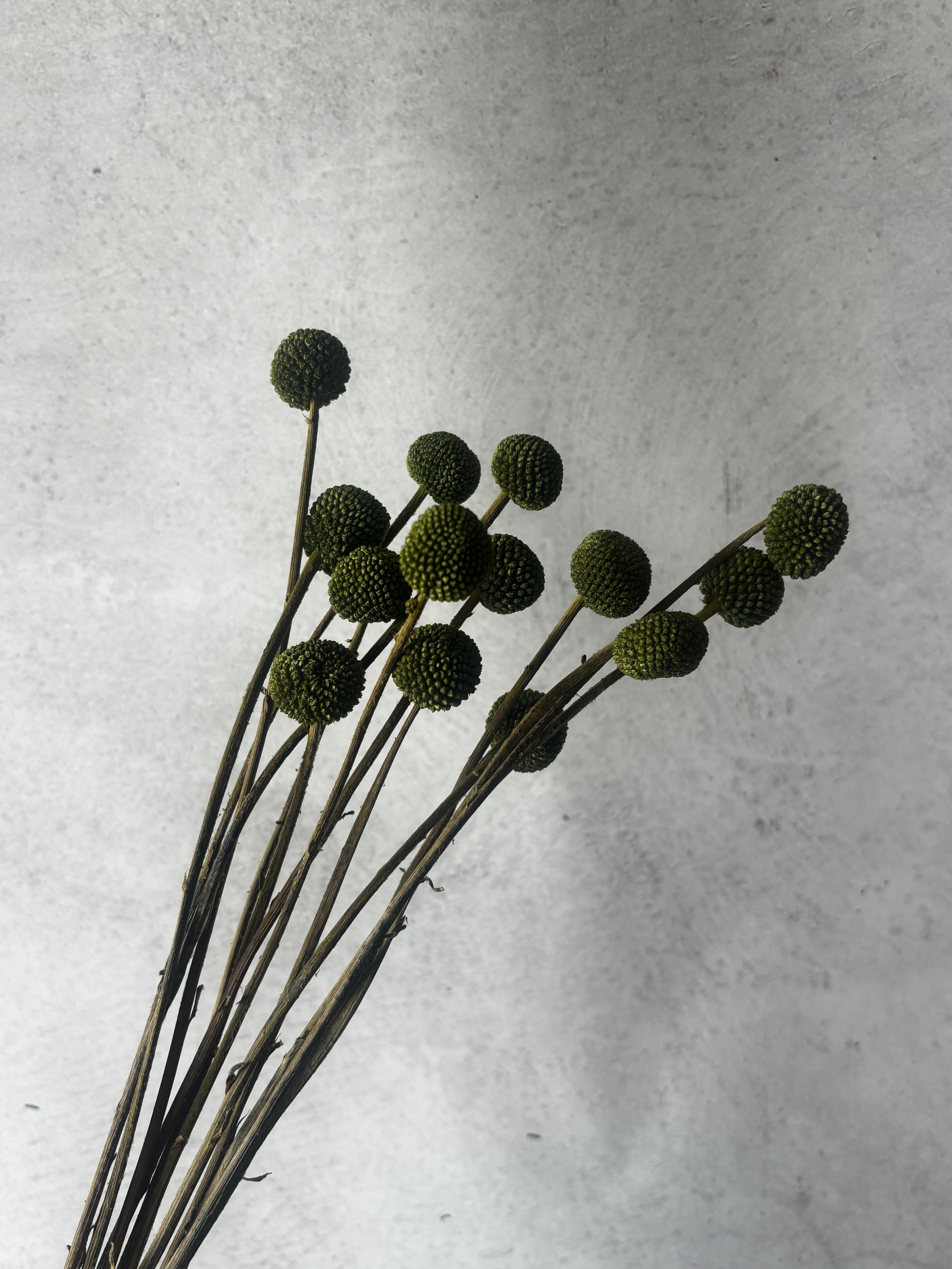 Dried Billy Buttons